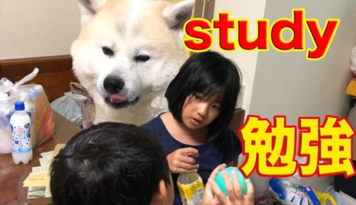 今日も100点取れるかな！秋田犬・勉強の時間です。work hard