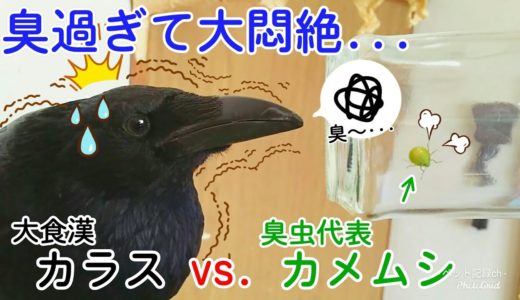 【カメムシ】カラスは超臭いカメムシを食べるのか？ マヌケ猫＆ギャップ萌え猫＆恐い犬･･･ 20190826、カラス＆四つ足トリオ