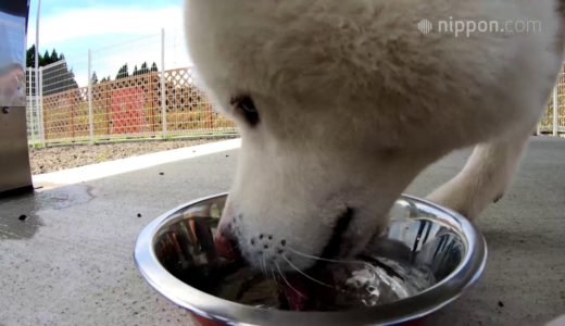 秋田犬「まる」の夏休み／秋田 | nippon.com