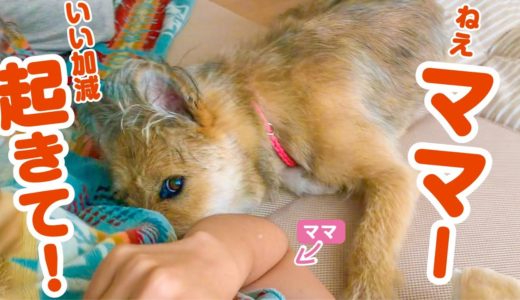 寝坊したママを起こすため甘えながら必死な犬の姿がかわいい！