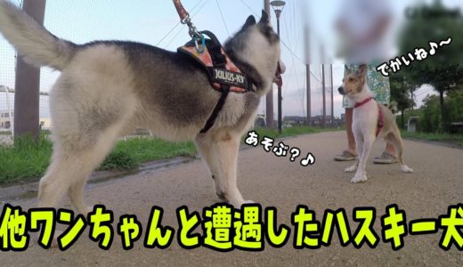 他のワンちゃんを見つけた時のハスキー犬 Husky Puppy