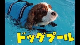 キャバリア犬とドッグプールに行ってきたよ！（埼玉県川越市 FETCHさん）