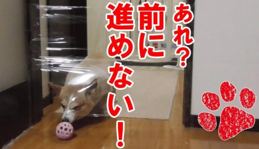 見えない壁にやられる犬【コーギーチロ】犬の視力を馬鹿にするなよ1?