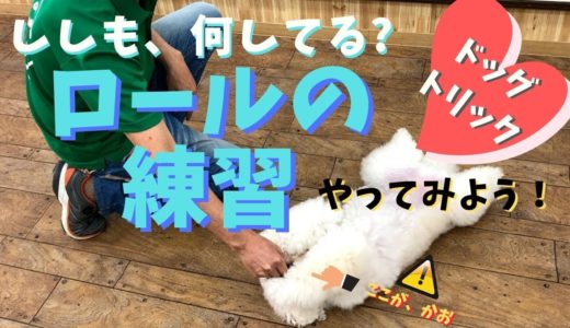 【犬の芸】 ドッグトリック ロールの教え方 犬のしつけ教室ドッグキャッチ