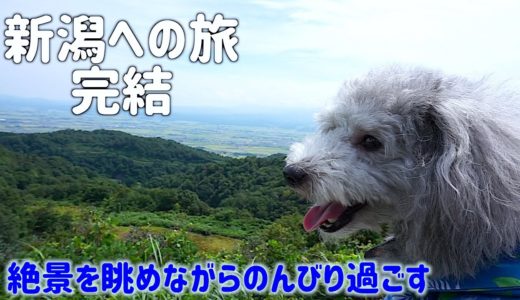 🐶犬と弾丸新潟への旅。絶景のスポットでのんびり。【トイプードルのグリィ】【犬】【dog】【toy poodle】