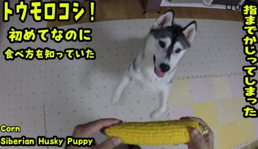 トウモロコシの食べ方を知っていたハスキー犬 Husky Puppy