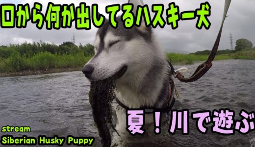 夏の川！ハスキー犬はかなづちなのか？ Husky Puppy