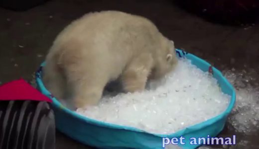 かわいい動物、犬、猫たち　おもしろペット動画＃131