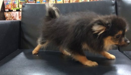 ペットショップ 犬の家 ○○店 「品種名」「問い合わせ番号」