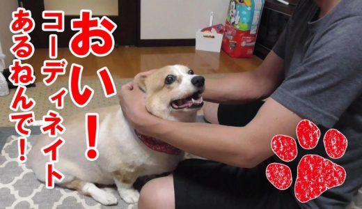 お気に入りの服がある犬【コーギーチロ】自分の服は誰にもあげない！