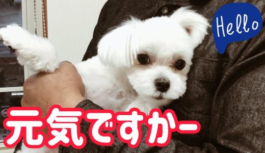 朝からエンジン全開マルチーズ！犬と猫の差別が全くない家