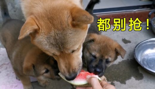 田园犬奶狗啃西瓜萌态百出，连皮都抢着吃，不愧是吃货阿黄的儿子