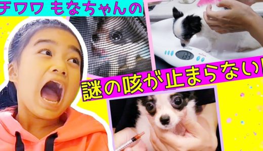 【犬の咳】【ケンネルコフ!?】チワワの咳が止まらないので動物病院へ行ってきました☆薬の飲ませ方★My Puppy Is Coughing