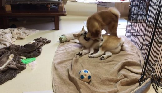 朝から激しく遊ぶ秋田犬姉妹