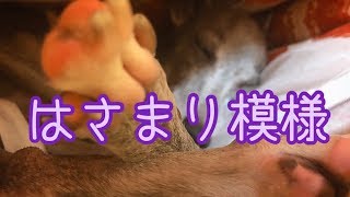 はさまって寝るイタグレ（イタリアングレイハウンド）【犬動画】