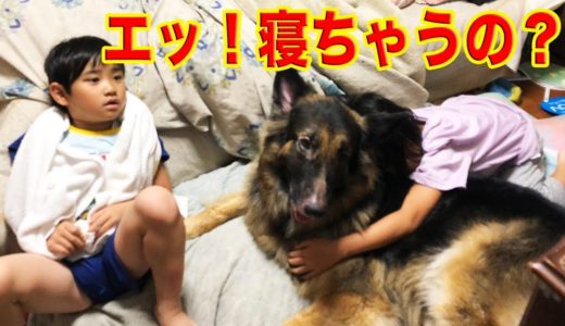 盆休み、シェパード犬・孫達、遊び疲れて寝てしまいます。how one spends a day off