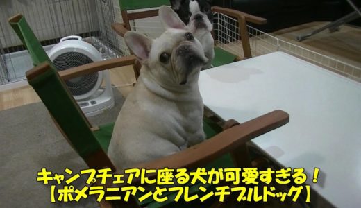 キャンプチェアに座る犬が可愛すぎる！【ポメラニアンとフレンチブルドッグ】The dog sitting in the camp chair is too cute! Pomeranian and Fr