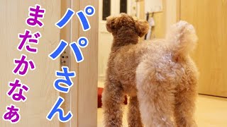 パパの帰りを健気に待つ犬の後ろ姿に胸キュン♡【トイプードル】