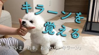 犬がキラーンの芸を訓練！ビションフリーゼわたまる