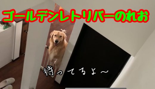 【大型犬】誰よりも早起きする、ゴールデンレトリバーのれお