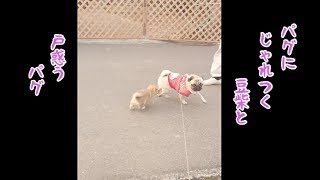 豆柴の勢いに圧倒されるパグ犬ぷぅ pug