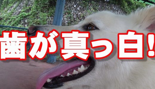 雑種犬マロとケンコ；愛犬の歯は白いですか？～Mixed breed dog MALO & KENKO;Do your dogs have clean teeth?