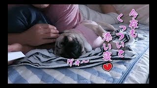 毎晩、添い寝して飼い主を癒してくれる パグ犬ぷぅ pug