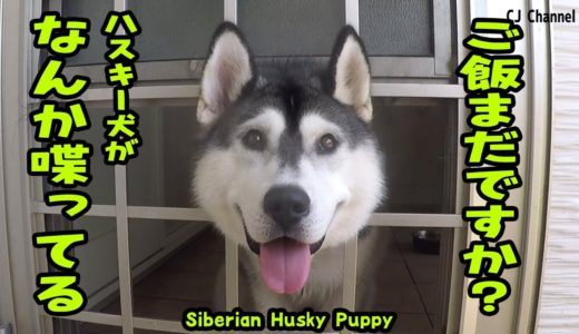 顔出してご飯まだ？と喋ってくるハスキー犬がかわいい Husky Puppy