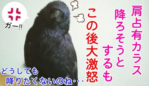 【主の肩独占】肩に乗り甘えるカラスが降りてくれません･･･。 怪しアダルト猫＆美顔姐御＆女装犬w 20190816、カラス＆四つ足トリオ