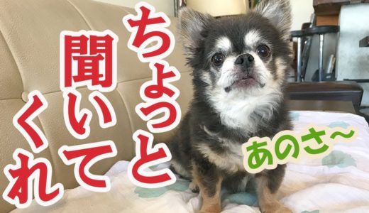 おしゃべりおじさん～言いたいこと～【犬】