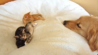 【犬・子猫】自分のベッドを子猫達に占領されてしまったワンコ。でも、大人の対応で優しく見守ります。