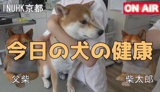 【京の柴犬】えっ⁉いきなり歯石取り⁉てんちゃん、歯のスケーリングに初挑戦！　太郎の犬モノガタリ＃１５３