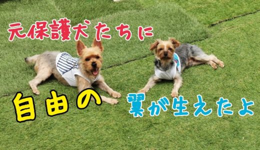 元保護犬たちに自由の翼が生えたよʚ♥ɞ