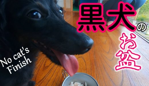 犬とお盆休み...姉妹猫はお休み中なので出ません！ワンコのだけですww