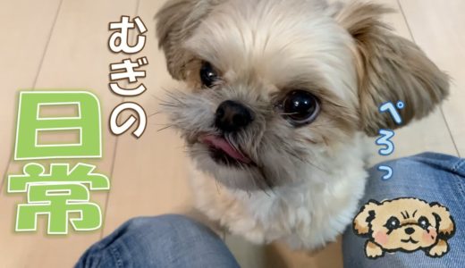 ミックス犬むぎの日常 きょうのわんこ♪ - Daily Life with Dog -【チワワ×シーズー】