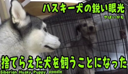 捨てられたプードルを飼うことになった! ハスキー犬との対面は？ Husky Puppy