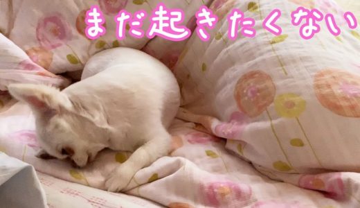 起こされそうになると布団に逃げる寝坊助犬！何気に目を合わせないチワワのコハク