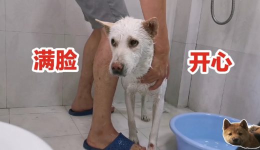 给中华田园犬小白洗澡，任人拿捏毫不反抗，这是假狗吗！