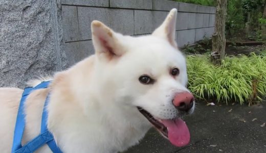 【秋田犬ゆうき】朝のお散歩は優しいご近所さんに会えるから楽しい【akita dog】