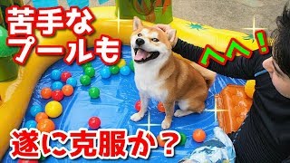 【京の柴犬】頑張れ、てんちゃん！今日こそ苦手なプール克服だ！　太郎の犬モノガタリ＃１６２