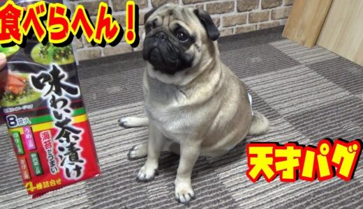 犬には与えない食べ物を見せたら、不満げな表情をして逃げて行った。うちのパグ『おまめ日記』《ブサかわパグ動画》