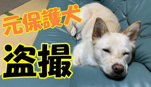 元保護犬のお留守番を盗撮！！果たしてコハクは大人しくお留守番できているのか・・・？