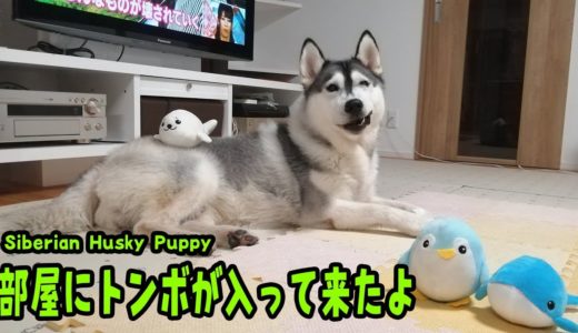 ハスキー犬の部屋にトンボが入って来た Husky Puppy