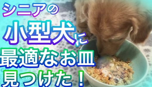 【シニア犬に最適なペットのお皿】小型犬の首や肩のことを考えて。。。