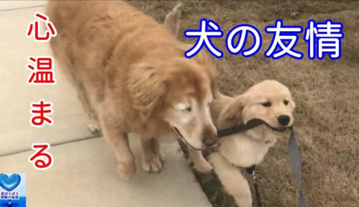 緑内障の手術を受け目が見えなくなってしまった老犬。元気を与えてくれたのは一匹の子犬でした【感動】