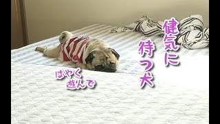 飼い主の仕事が終わるのを健気に待つ犬　パグ犬ぷぅ Pug