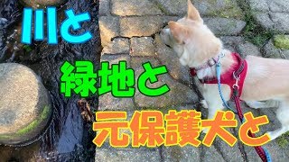 元保護犬コハクのお散歩風景。川を見つけたコハクはどうするのか？