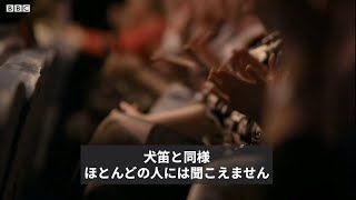 政治家が使う秘密の「犬笛」　　隠れた人種差別メッセージとは