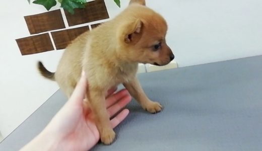 ペットショップ 犬の家 藤枝店 「品種名ハーフ犬♂」「問い合わせ番号104650」