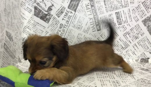 ペットショップ 犬の家 中津川店 「チワックス♀」「104120」